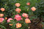 Faust rose photo