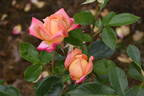 Faust rose photo