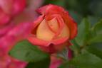 Faust rose photo
