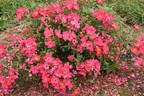 Hertfordshire rose photo
