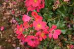 Hertfordshire rose photo