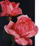 Hercules rose photo