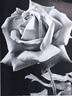 Hercules rose photo