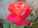 Midsummer rose photo