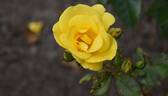 Bright Smile ® rose photo