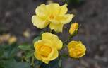 Bright Smile ® rose photo