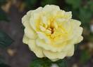 Honeymoon rose photo