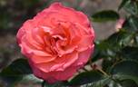 Paddy Stephens rose photo