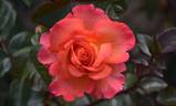Paddy Stephens rose photo