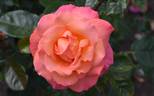Paddy Stephens rose photo