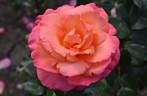 Paddy Stephens rose photo