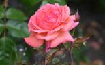 Gordons College rose photo