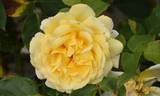 Tivoli rose photo