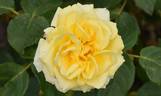 Tivoli rose photo