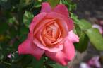 Lovely Lady rose photo