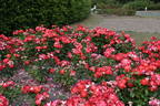 Melody Maker rose photo
