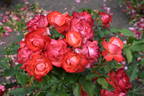 Melody Maker rose photo