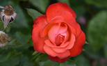 Melody Maker rose photo