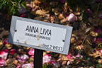 Anna Livia rose photo