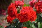 Remembrance rose photo