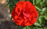 Remembrance rose photo