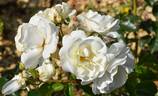 St. John rose photo