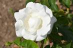 St. John rose photo