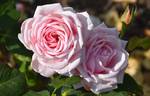 Savoy Hotel rose photo