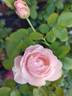 Fragrant Blush ™ rose photo