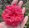 Won Fang Yon rose photo