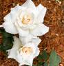 Touch of Venus rose photo