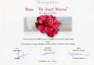 Dr Jozef Weyns rose photo
