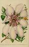 <i>C. patens</i> 'Sophia' clematis photo
