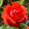 Bolongo Bay rose photo