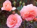 Louise Clements rose photo