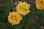 Scoop ® rose photo