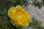 R. hemisphaerica rose photo