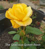 Gracious Queen rose photo