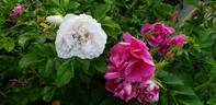 Souvenir de Philémon Cochet rose photo