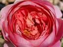 Amandine Chanel ® rose photo