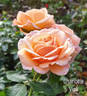 Charlotte Vieli rose photo