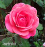Alexander's Issie rose photo