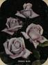 Oiseau Bleu rose photo