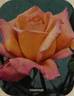 Charivari rose photo