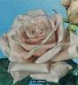 Gay Princess rose photo