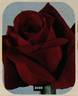 Avon ® rose photo