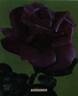 Eminence ® rose photo