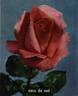 Mers du Sud rose photo