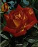 Piccadilly ® rose photo