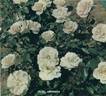Edelweiss ® rose photo